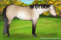 Horse Color:Gray Bay Dun