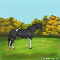 Horse Color:Black Tobiano Varnish 