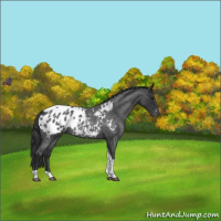 Horse Color:Blue Roan Tobiano Appaloosa