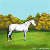 Horse Color:Blue Roan Frame Appaloosa 