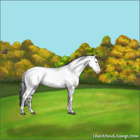 Horse Color:Blue Roan Frame Appaloosa 
