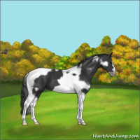 Horse Color:White Spotted Black Tobiano Frame Varnish