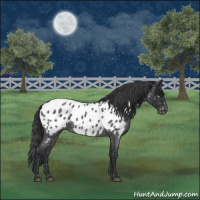 Horse Color:Blue Roan Near Leopard Rabicano