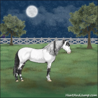 Horse Color:White Spotted Black Appaloosa Rabicano 