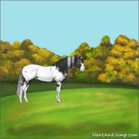 Horse Color:White Spotted Black Splash Near Fewspot 
