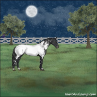 Horse Color:White Spotted Black Near Fewspot 
