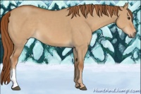 Horse Color:Red Dun