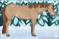 Horse Color:Red Dun Rabicano