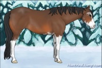 Horse Color:Bay Sabino 