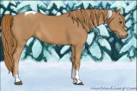 Horse Color:Chestnut Tobiano