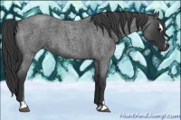 Horse Color:Blue Roan Sabino