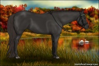 Horse Color:Liver Chestnut Rabicano