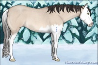 Horse Color:Amber Champagne Roan Dun Splash