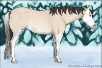 Horse Color:Amber Champagne Dun Splash 