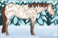 Horse Color:Amber Champagne Dun Near Leopard 