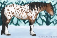 Horse Color:Bay Appaloosa 