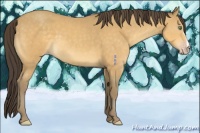 Horse Color:Amber Cream Champagne 