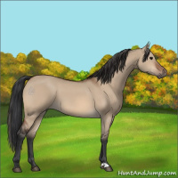 Horse Color:Bay Dun 