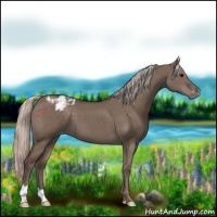 Horse Color:Silver Grullo Varnish 