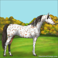 Horse Color:Bay Tobiano Appaloosa 