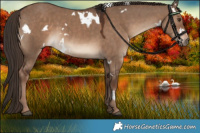 Horse Color:White Spotted Liver Red Dun