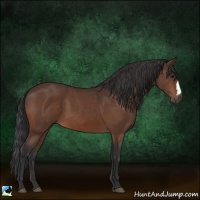 Horse Color:Brown 