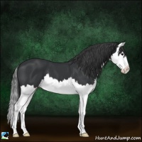 Horse Color:Black Splash