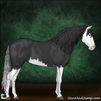 Horse Color:Black Splash 