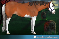 Horse Color:Bay Splash 