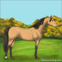 Horse Color:Buckskin 