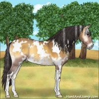 Horse Color:White Spotted Buckskin Onyx 