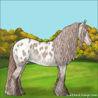Horse Color:Liver Red Dun Roan Appaloosa Rabicano