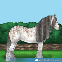 Horse Color:Buckskin Dun Sabino Splash Near Leopard Rabicano  and Bay Dun Sabino 