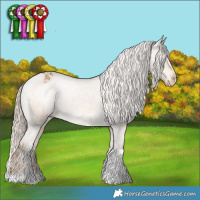 Horse Color:Chocolate Palomino Dun Tobiano Appaloosa Rabicano 