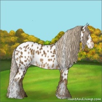 Horse Color:Chocolate Palomino Tobiano Appaloosa 