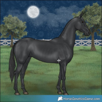 Horse Color:Black 