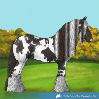 Horse Color:White Spotted Liver Chestnut 