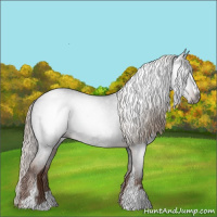 Horse Color:Gray Liver Red Roan Sabino Appaloosa 