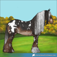 Horse Color:White Spotted Liver Chestnut 