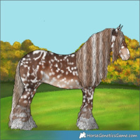 Horse Color:Liver Chestnut Appaloosa 