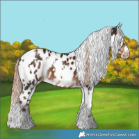 Horse Color:White Spotted Liver Chestnut Appaloosa 