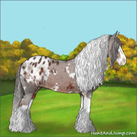 Horse Color:White Spotted Liver Chestnut Splash Appaloosa 