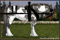 Horse Color:White Spotted Grullo Appaloosa 