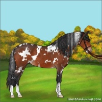 Horse Color:White Spotted Brown Appaloosa 