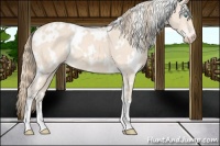 Horse Color:White Spotted Perlino 