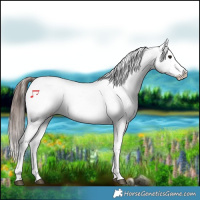 Horse Color:Brown Appaloosa 