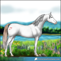 Horse Color:Bay Dun Snowflake Varnish
