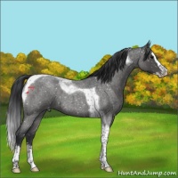 Horse Color:Blue Roan Splash Tobiano Snowflake Varnish 