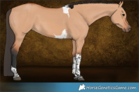 Horse Color:Bay Dun Tobiano 