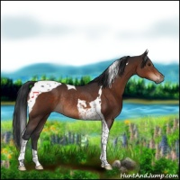 Horse Color:Brown Tobiano Rabicano